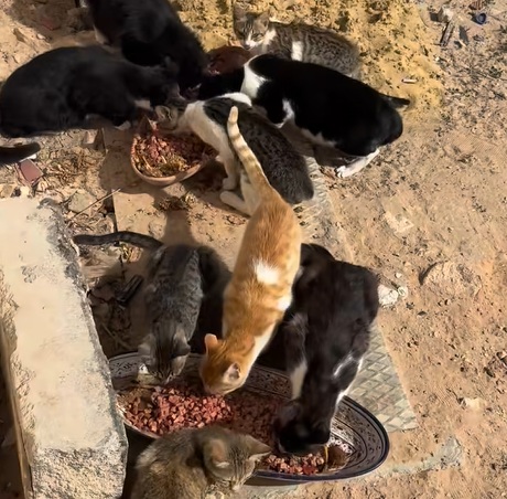 Catpoint_1.jpg