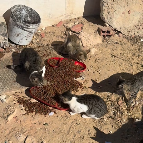 Catpoint.jpg