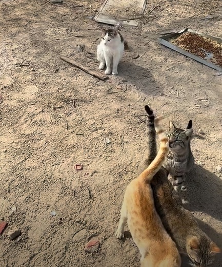 Dogpoint1.jpg