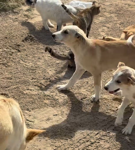 Dogpoint3.jpg