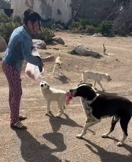 Dogpoint4.jpg