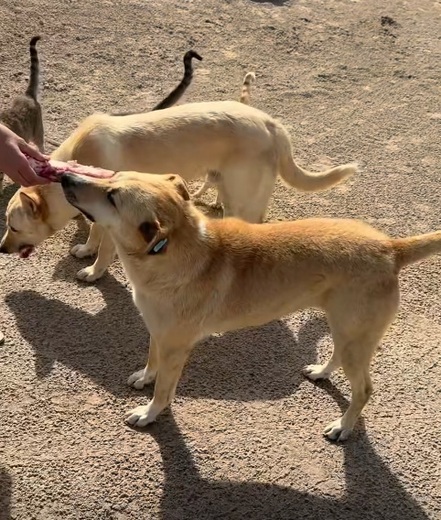 Dogpoint5.jpg